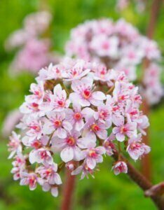 Darmera peltata – Plante à monnaie du pauvre - Fleur