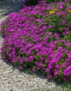 Delosperma cooperi – Pourpier vivace - Bordure