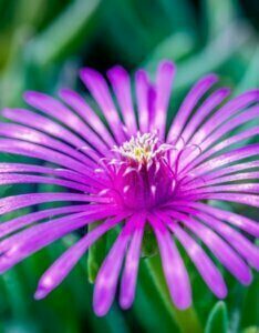 Delosperma cooperi – Pourpier vivace - Fleur