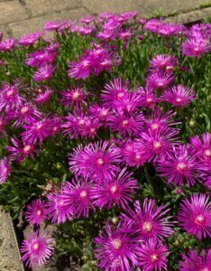 Delosperma cooperi – Pourpier vivace - Vue d'ensemble