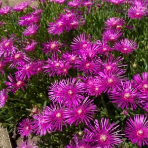 Delosperma cooperi – Pourpier vivace - Vue d'ensemble