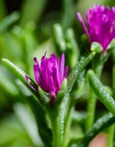 Delosperma cooperi – Pourpier vivace - Bourgeon