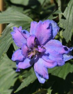 Delphinium ‘Bellamosum’ – Pied d’alouette - Fleur et feuillage
