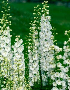 Delphinium ‘Galahad’ – Pied d’alouette - Fleur et bourgeon vue d'ensemble