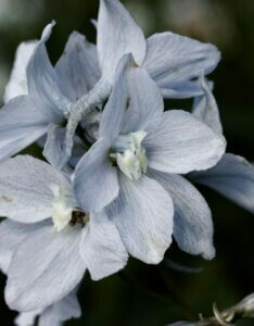 Delphinium ‘Galahad’ – Pied d’alouette - Fleur