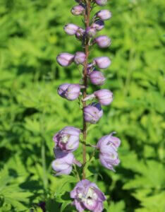 Delphinium 'Astolat' – Pied d’alouette - Bourgeon