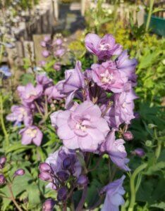 Delphinium 'Astolat' – Pied d’alouette - Vue d'ensemble