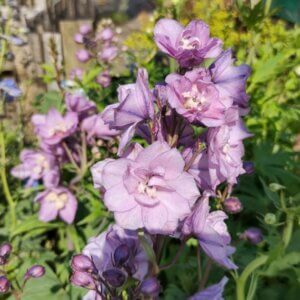 Delphinium 'Astolat' – Pied d’alouette - Vue d'ensemble