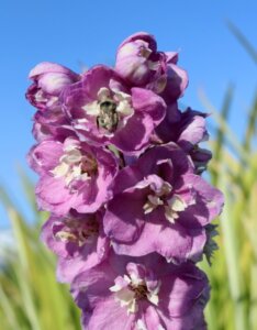 Delphinium 'Astolat' – Pied d’alouette - Fleur