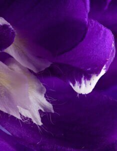 Delphinium Black Knight – Pied d’alouette - Macro