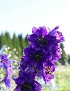 Delphinium Black Knight – Pied d’alouette - Fleurs