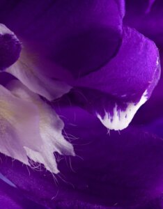Delphinium Black Knight – Pied d’alouette - Macro