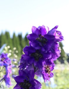 Delphinium Black Knight – Pied d’alouette - Fleurs