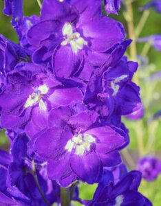 Delphinium 'King Arthur' – Pied d’alouette - Fleur