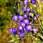 Delphinium 'King Arthur' – Pied d’alouette - Vue d'ensemble