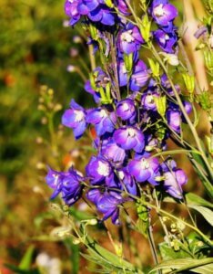 Delphinium 'King Arthur' – Pied d’alouette - Vue d'ensemble