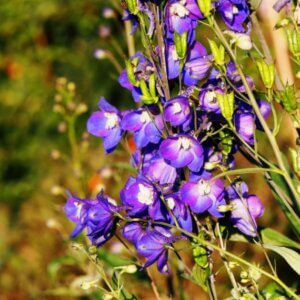 Delphinium 'King Arthur' – Pied d’alouette - Vue d'ensemble