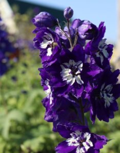 Delphinium 'King Arthur' – Pied d’alouette - Fleur