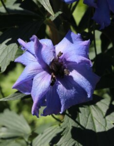 Delphinium ‘Bellamosum’ – Pied d’alouette - Fleur et feuillage