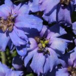 Delphinium ‘Bellamosum’ – Pied d’alouette - Vue d'ensemble