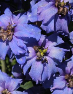 Delphinium ‘Bellamosum’ – Pied d’alouette - Vue d'ensemble