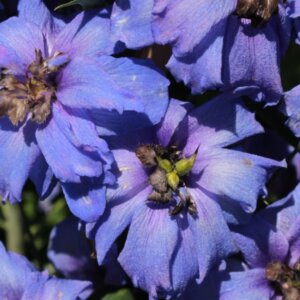 Delphinium ‘Bellamosum’ – Pied d’alouette - Vue d'ensemble