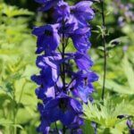 Delphinium ‘Black Knight’ – Pied d’alouette - Vue d'ensemble