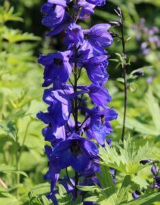 Delphinium ‘Black Knight’ – Pied d’alouette - Vue d'ensemble