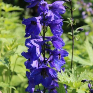 Delphinium ‘Black Knight’ – Pied d’alouette - Vue d'ensemble