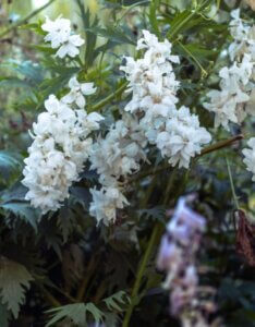 Delphinium ‘Galahad’ – Pied d’alouette - Vue d'ensemble