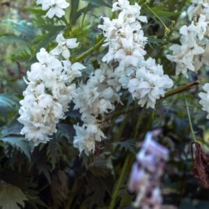 Delphinium ‘Galahad’ – Pied d’alouette - Vue d'ensemble