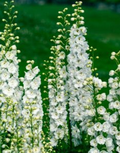 Delphinium ‘Galahad’ – Pied d’alouette - Fleur et bourgeon vue d'ensemble