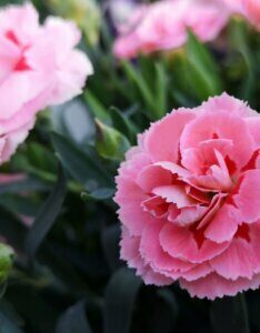 Dianthus Doris – Œillet Doris - Fleur