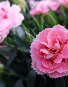 Dianthus Doris – Œillet Doris - Fleur