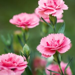 Dianthus Doris – Œillet Doris - Fleur et bourgeon