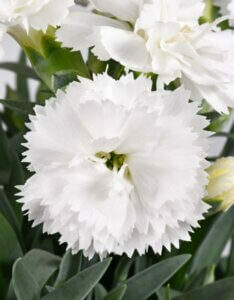 Dianthus Haytor White – Œillet - Fleur