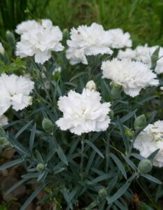 Dianthus Haytor White – Œillet - Vue d'ensemble