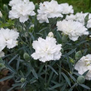 Dianthus Haytor White – Œillet - Vue d'ensemble