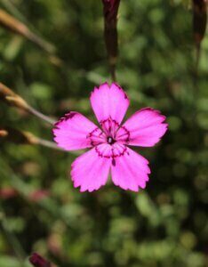Dianthus Heidi – Œillet - Fleur