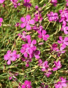 Dianthus Heidi – Œillet - Vue d'ensemble