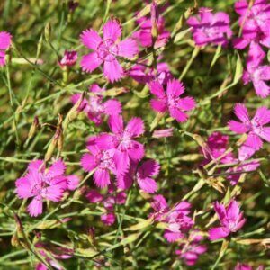 Dianthus Heidi – Œillet - Vue d'ensemble
