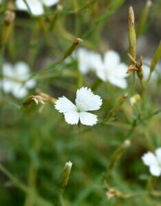 Dianthus deltoides Albiflorus – Œillet - Fleur