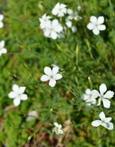 Dianthus deltoides Albiflorus – Œillet - Vue d'ensemble