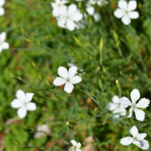 Dianthus deltoides Albiflorus – Œillet - Vue d'ensemble