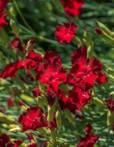 Dianthus deltoides Brilliant – Œillet - Fleur