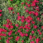 Dianthus deltoides Brilliant – Œillet - Vue d'ensemble
