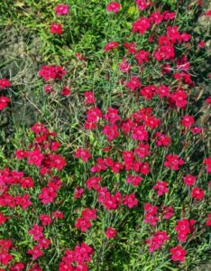 Dianthus deltoides Brilliant – Œillet - Vue d'ensemble