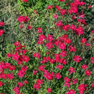 Dianthus deltoides Brilliant – Œillet - Vue d'ensemble
