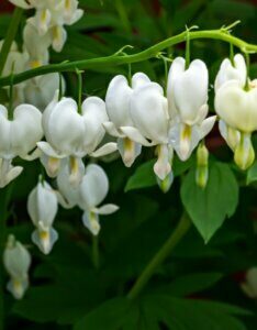 Dicentra spectabilis Alba – Cœur de Marie blanc - Fleur