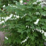 Dicentra spectabilis Alba – Cœur de Marie blanc - Vue d'ensemble